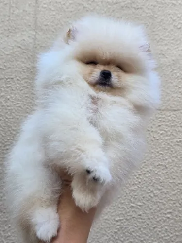 Lulu da pomerania-spitz alemão 