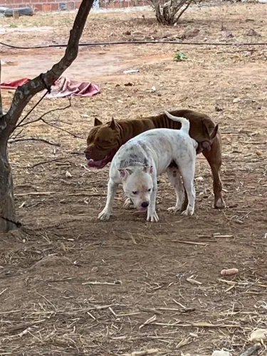 Filhote de Pitbull. Mostre faça sua reserva 