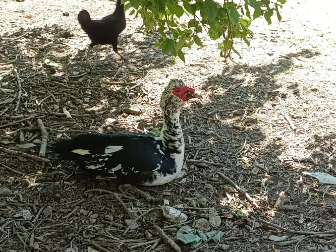 Pato