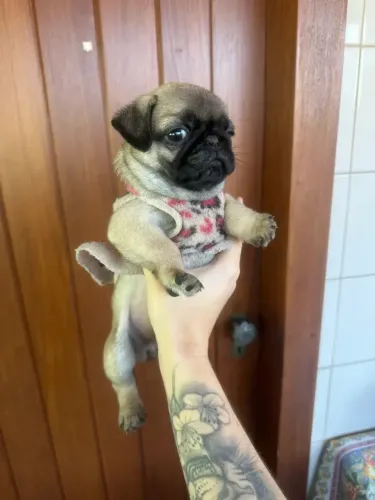 CACHORRO