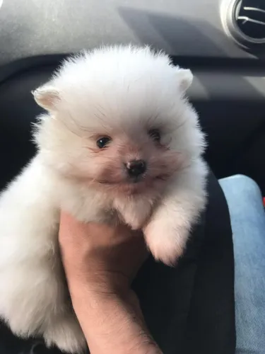 Spitz alemão anão - Filhotes Criados com Ética, Transparência e Muito Amor