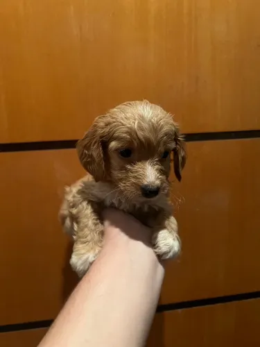 Poodle macho champanhe