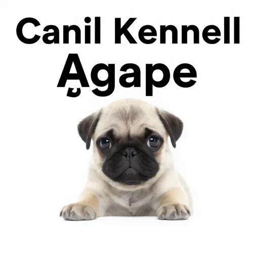 Pug macho e fêmea 