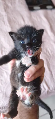 filhote de gato para adoção