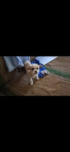 Cachorro 3 meses, macho, buscar o mais rápido possível.