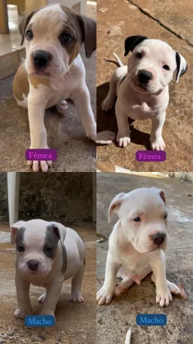Pit Monster