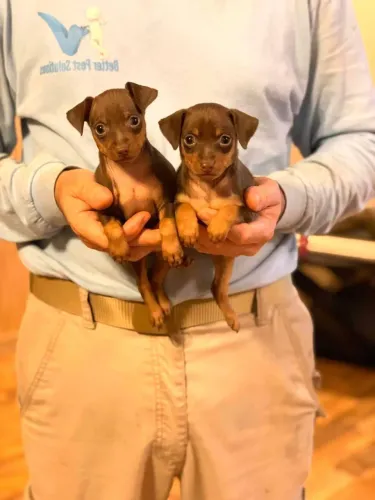 Filhotes De Pinscher - O Melhor Abraço Peludo Está Esperando Por Você ! 