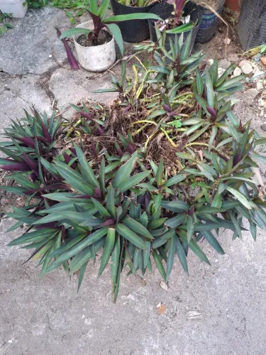 ToiceiraVariasMudas/FaçoEntrega