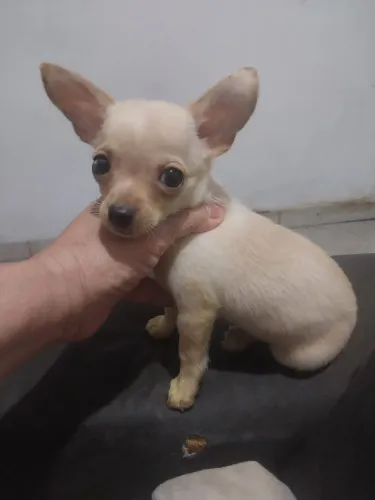 Chihuhua
