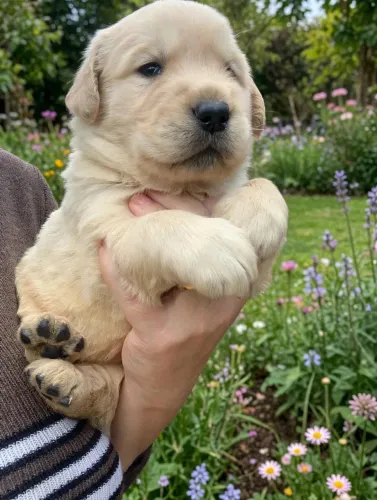 Golden Retriever MACHO com PEDIGREE