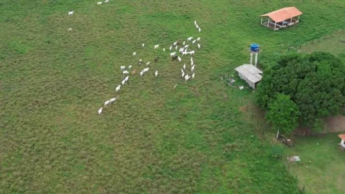 250 hevtares há 150 km de Belém fazenda pronta e formada R3 milhões de reais