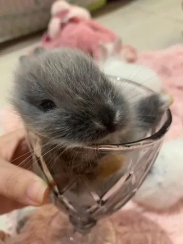 Filhotes de Coelhos LyonHead