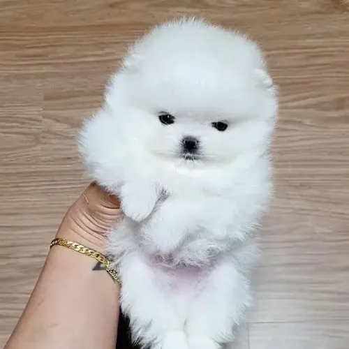 Lulu da pomerania anões macho e fêmea