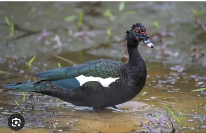 Vendo casal de patos 