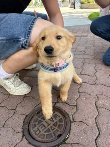 Golden charmoso