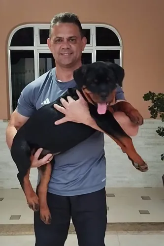Filhotes de Rottweiler padrão Alemão