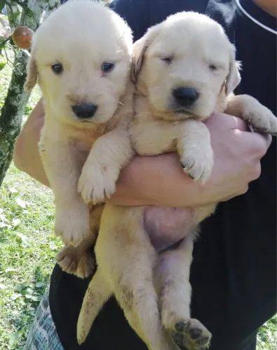 Seu Novo Melhor Amigo é um Golden Retriever
