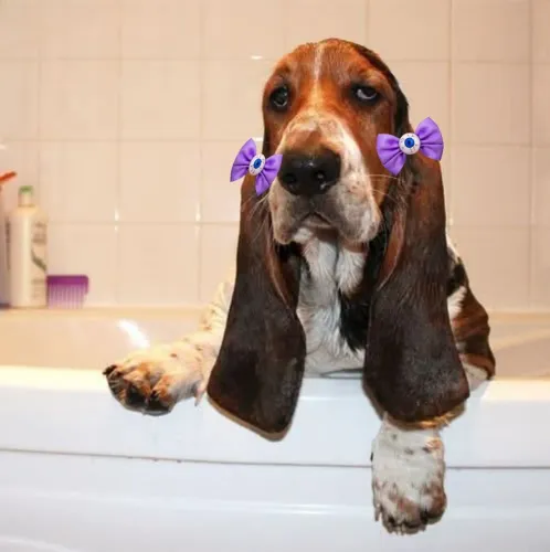 Venda de um cachorro da raça basset House aceito troca