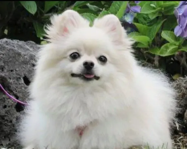 Vendo filhote de mini Spitz alemão com pedigree 