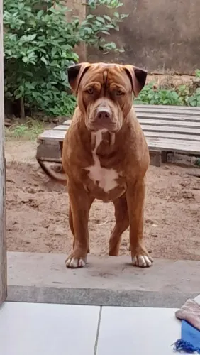 Pit bul