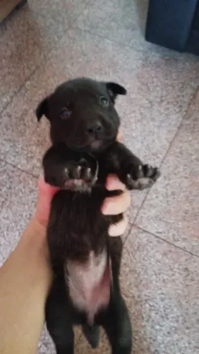 Filhotes Border Collie com Labrador