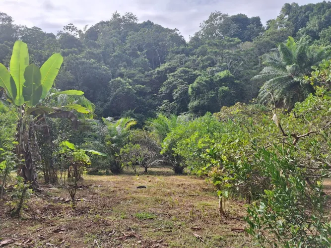 Sítio a venda - Couto