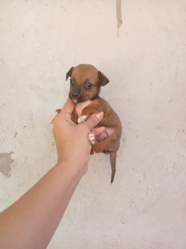 Pinscherzinho N°1 Temos um casal.