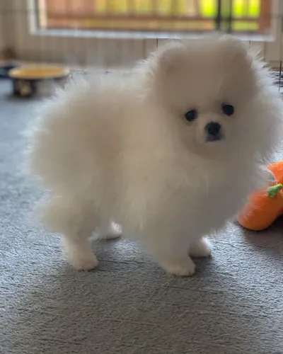 Filhote de Spitz Alemão O Companheiro Ideal Para Seu Lar