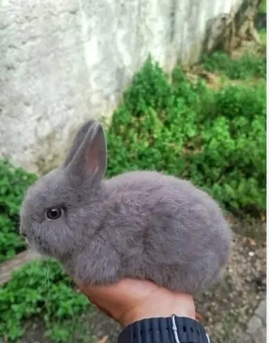 Vende-se Coelho Netherland (MENOR COELHO DO MUNDO)