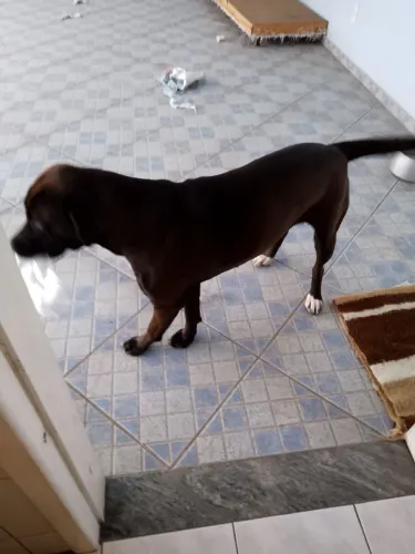 Cachorra para doação.