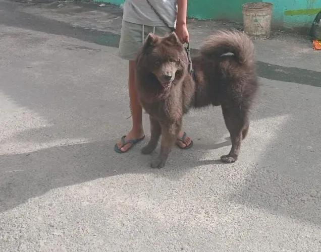 Chow chow preto