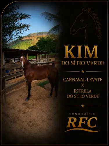 Vendo cavalo registro no provisório 4 anos marcha batida. Cavalo manso e macio