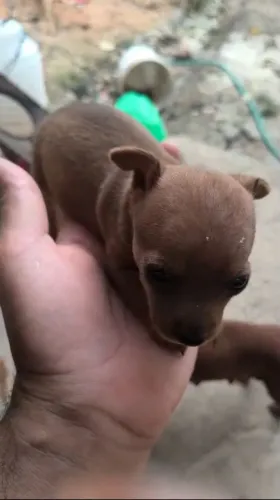 Filhote machinho Pinscher disponível