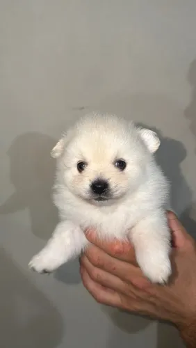 Filhote Lulu da pomerania