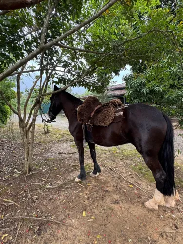 Cavalo