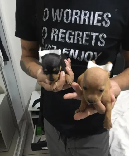 Pinscher zero Zero