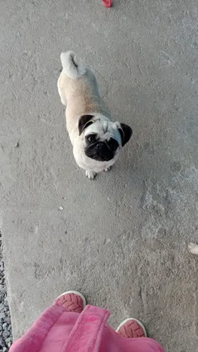 Vendo cachorrinha dá raça Pang.obs eram duas uma já vendi