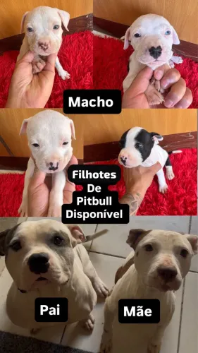 Filhotes de Pit Bull