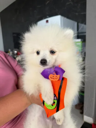 Spitz alemão- LULU DA POMERÂNIA