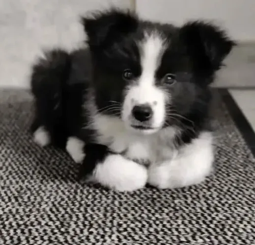 Filhotes de Border Collie | Filhotes com alegria estampada.