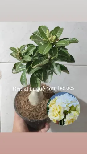 Rosas do deserto adulta amarela buquê 