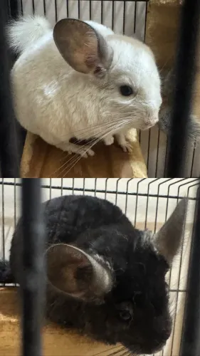 Casal de chinchila olhar descrição
