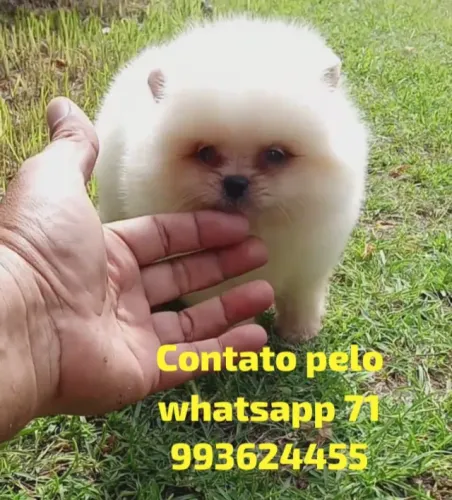 Mini Lulu da Pomerânia com documento pedigree cbkc