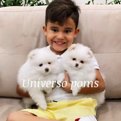 Lulu da Pomerânia 