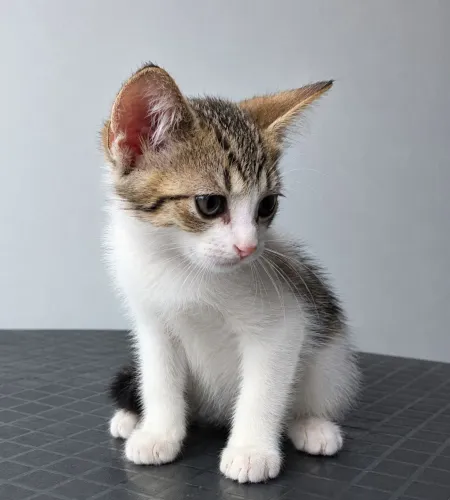 GATOS PRA DOAÇÃO