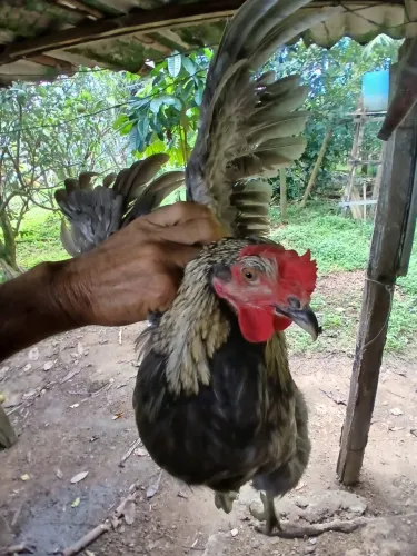 Frango caipira 