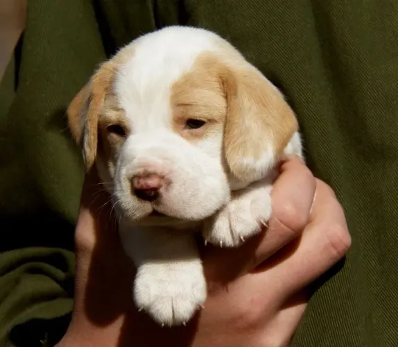 Beagles pequenos e arteiros