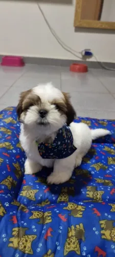 Vende-se Filhotes de shit Shih Tzu 100% Puro ! 