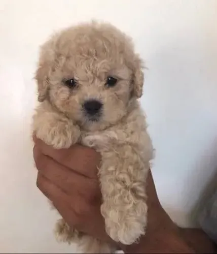 poodle Pelagem sofisticada