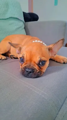 Vende-se PET (Buldogue Francês) R$ 750,00